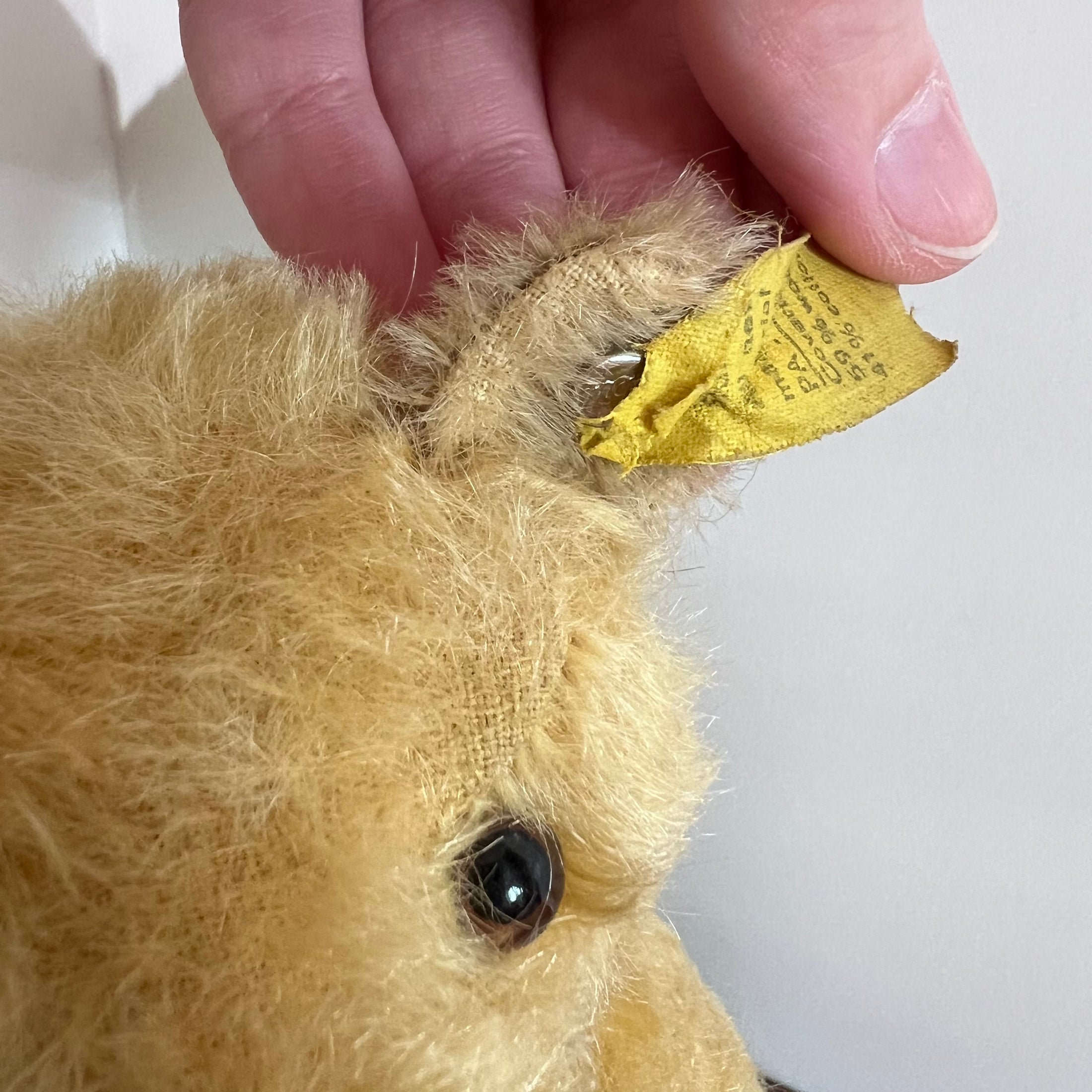 Steiff 50's Teddy Bear