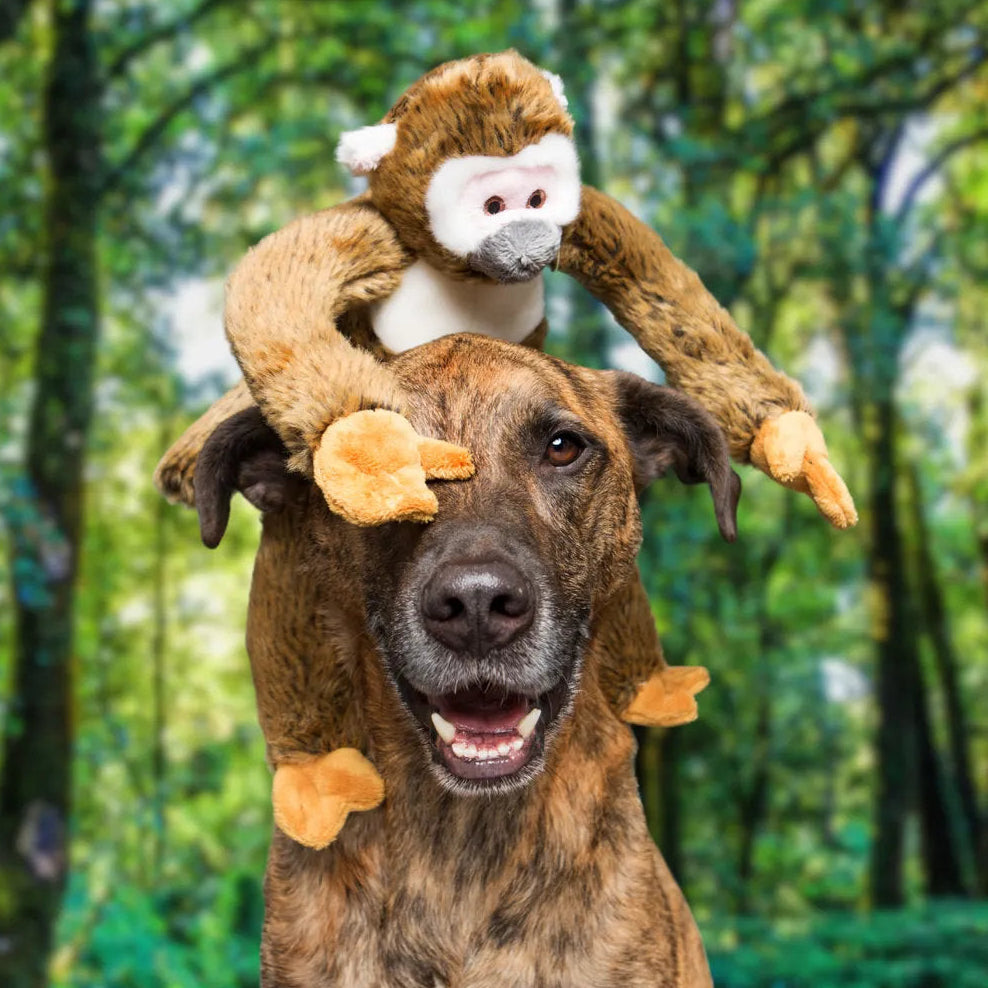 Albert Monkey