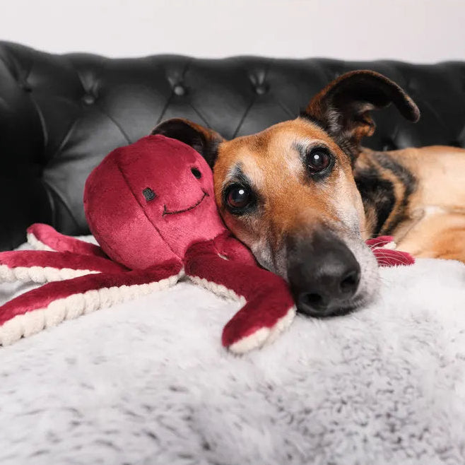 Olympia Octopus