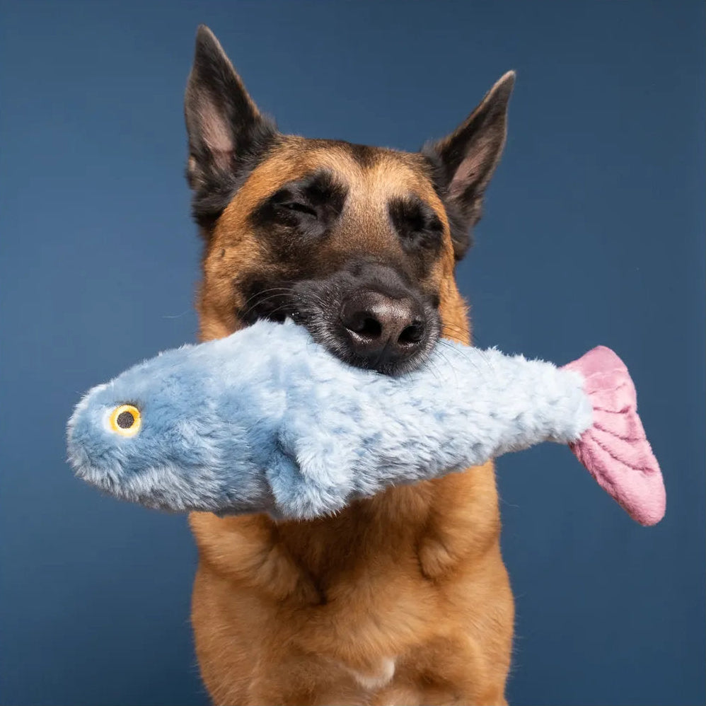 Fitz Fish