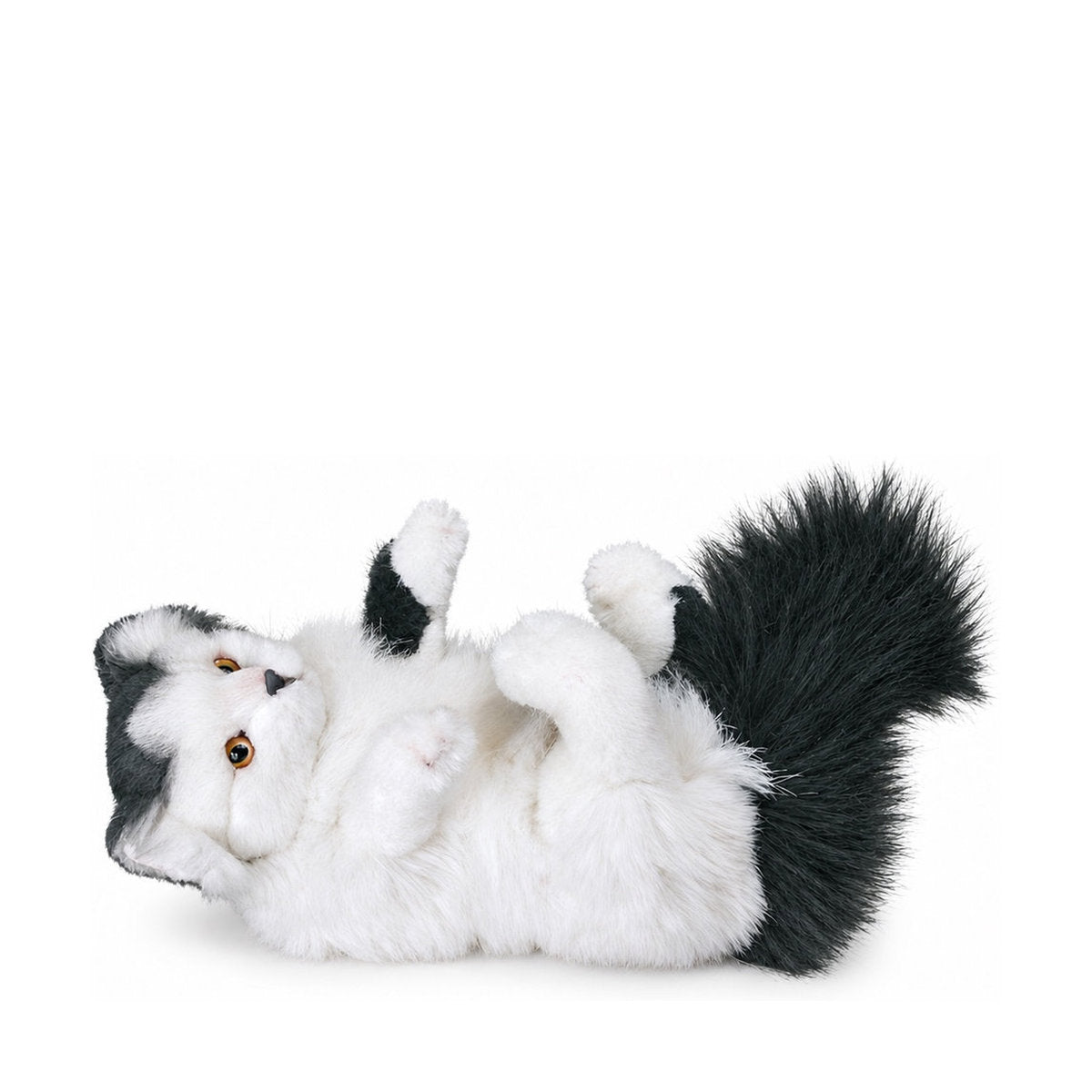 Piutrè White and Black Turkish Van Cat