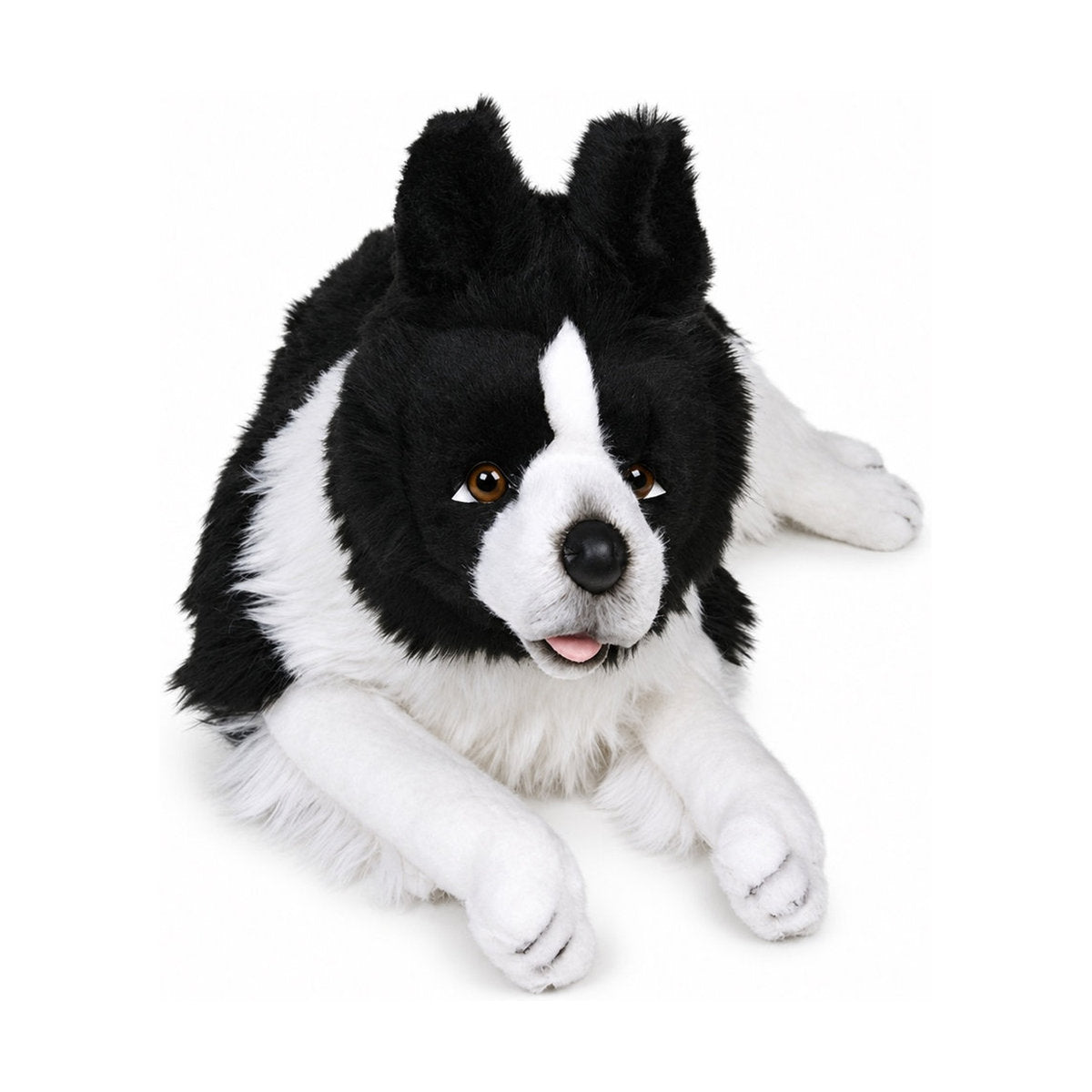 Piutrè Border Collie