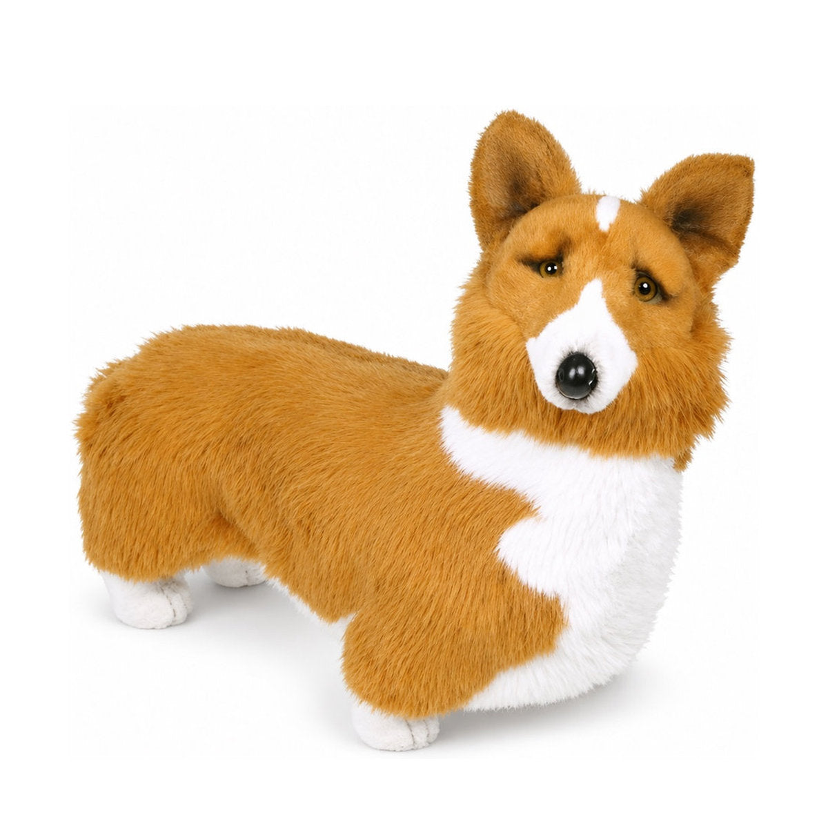 Piutrè Pembroke Welsh Corgi