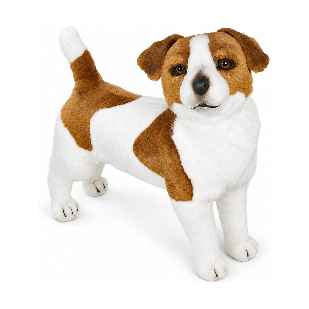 Piutrè Jack Russell