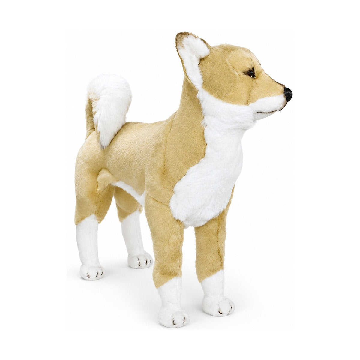 Piutrè Shiba Inu