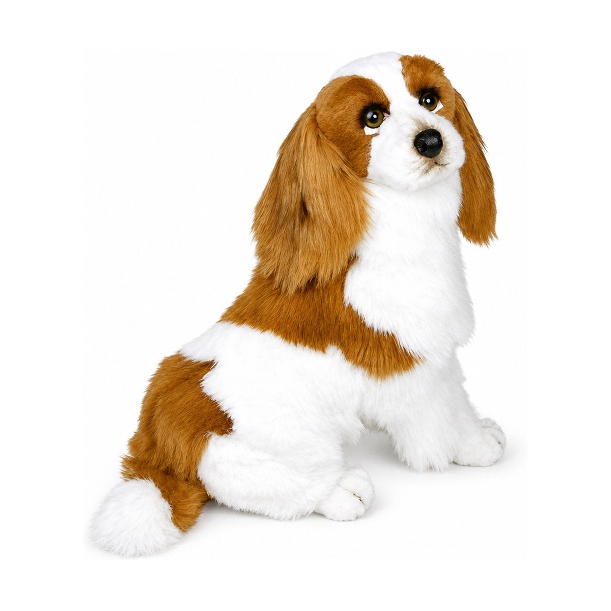 Piutrè Cavalier King Charles Spaniel