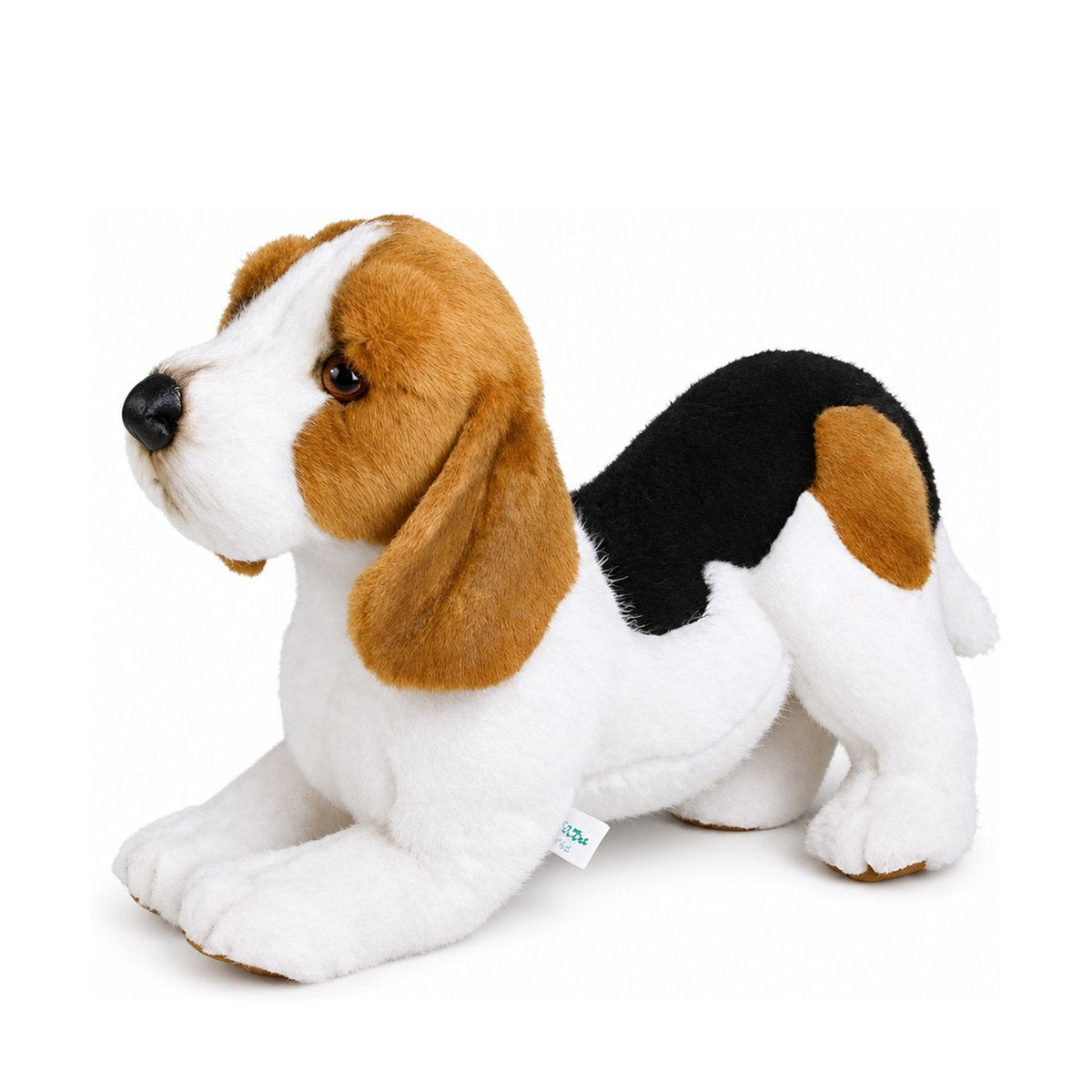 Piutrè Beagle