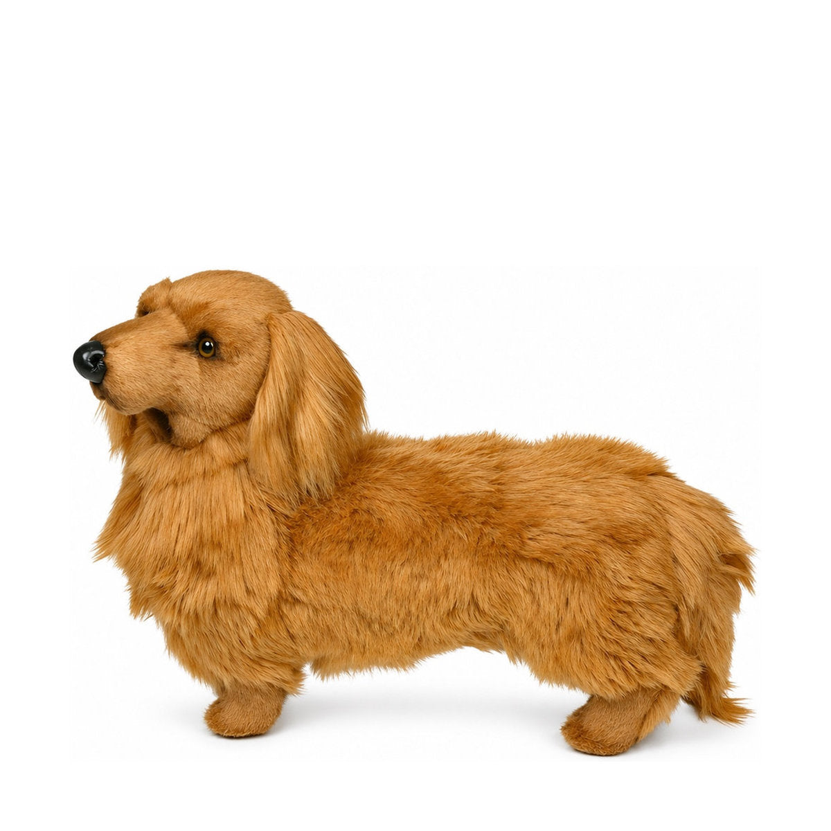 Piutrè Longhaired Dachshund