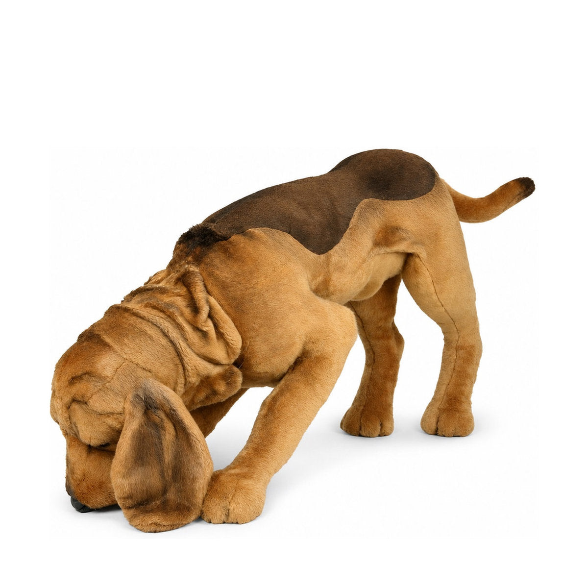 Piutrè Bloodhound