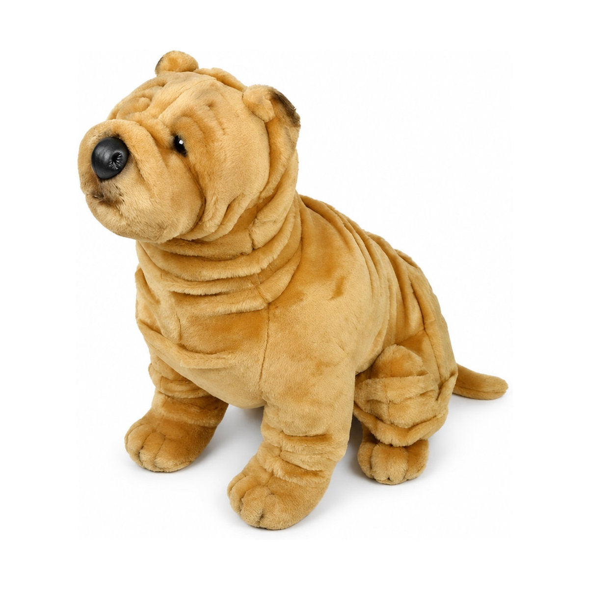 Piutrè Chinese Shar-Pei
