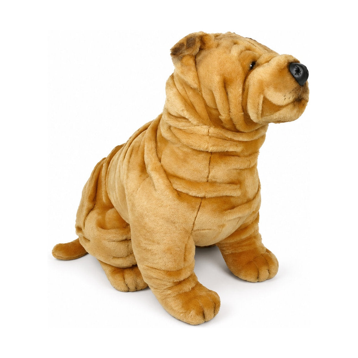 Piutrè Chinese Shar-Pei