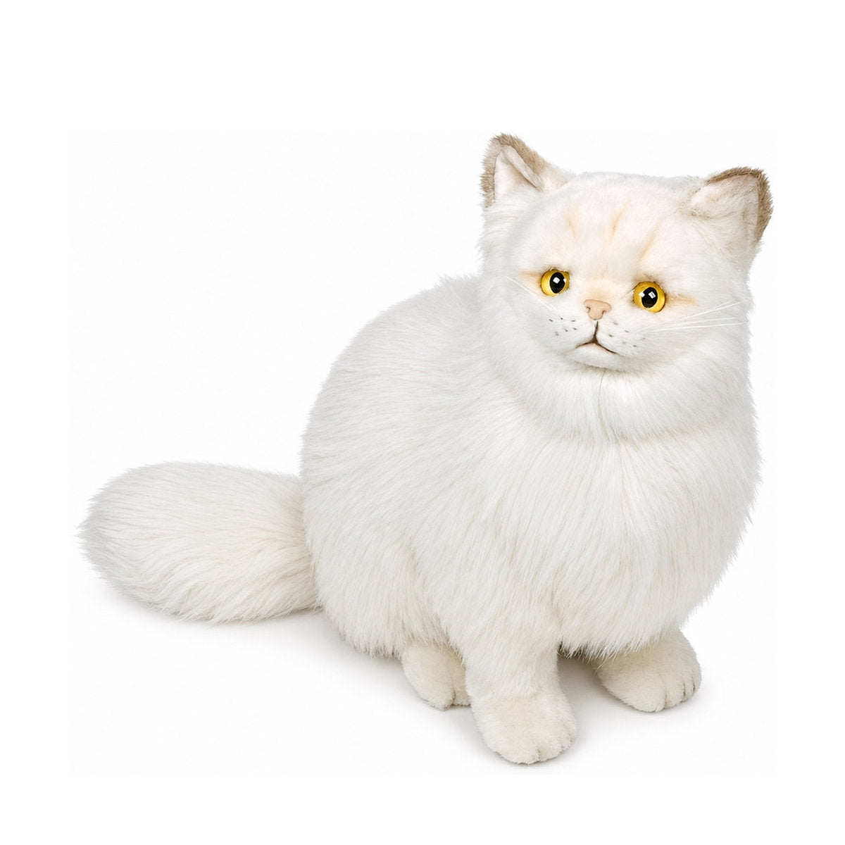 Piutrè Chinchilla Golden Persian Cat