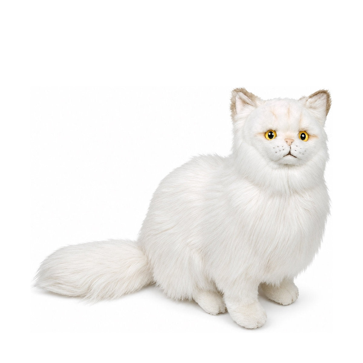 Piutrè Chinchilla Golden Persian Cat