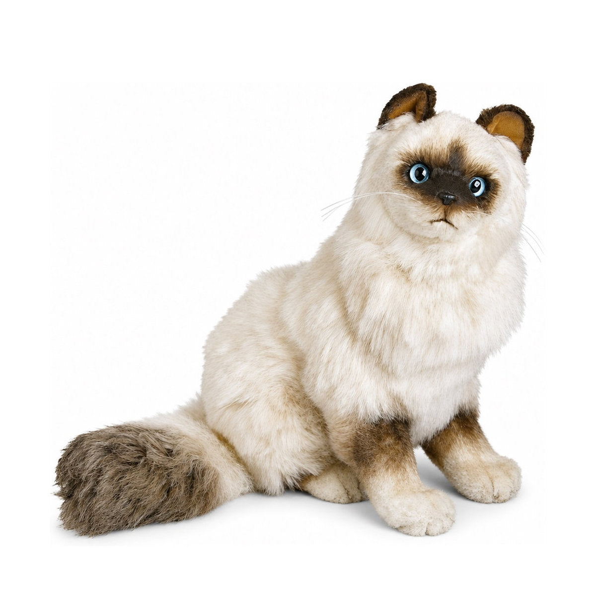Piutrè Birman Cat