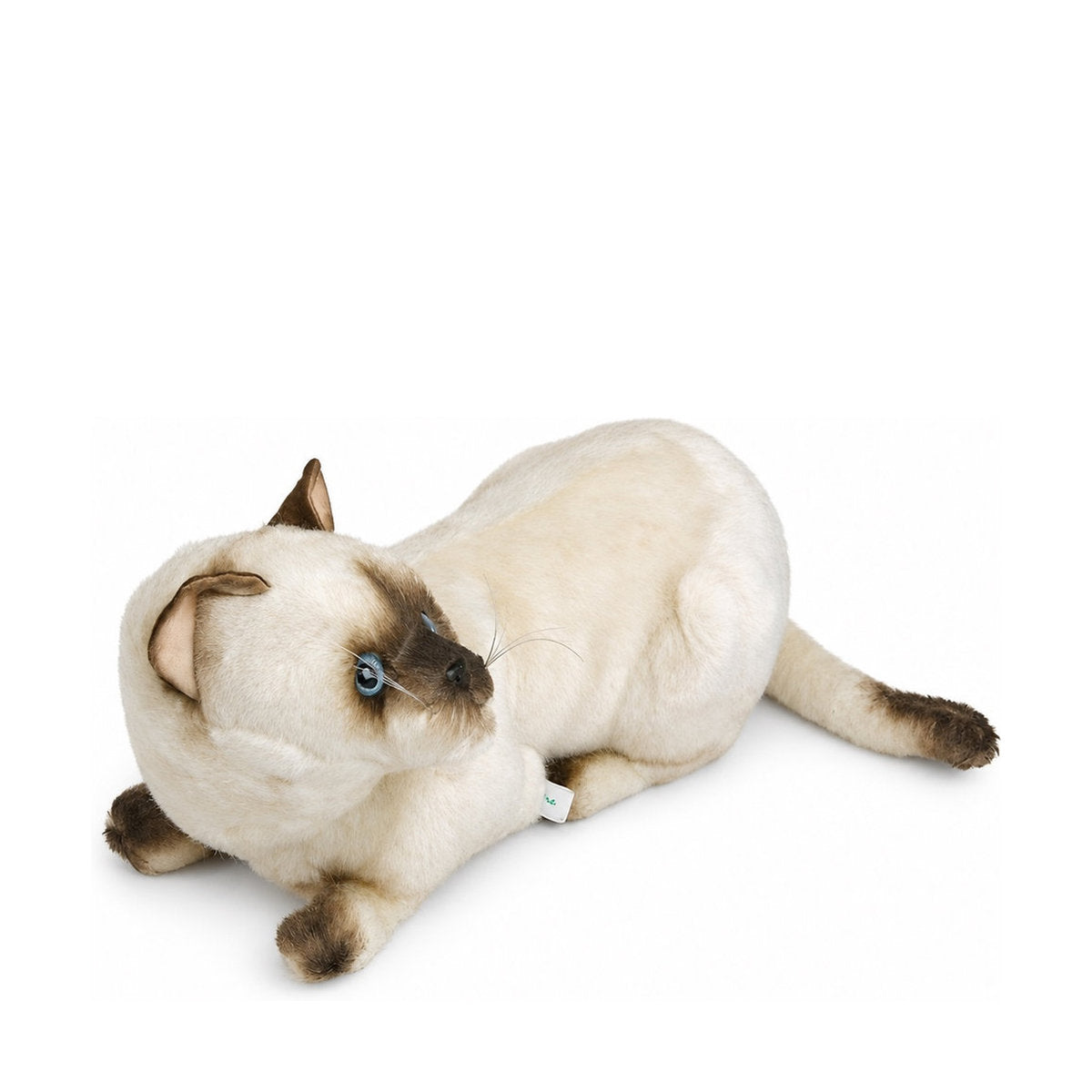 Piutrè Siamese Cat