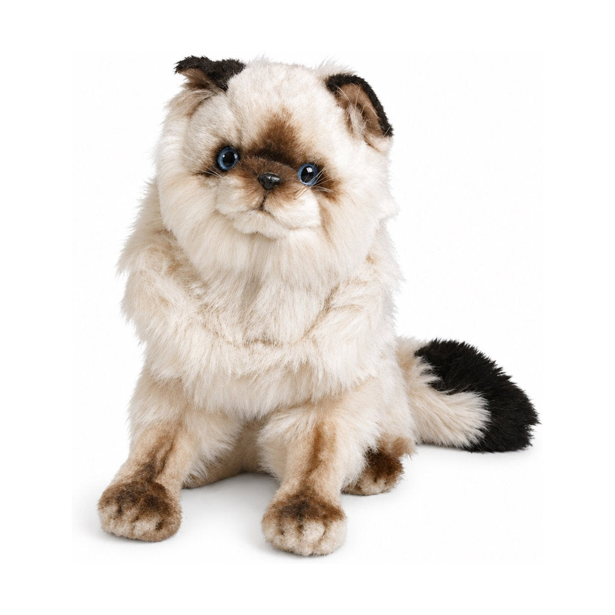 Piutrè Colorpoint Persian Cat