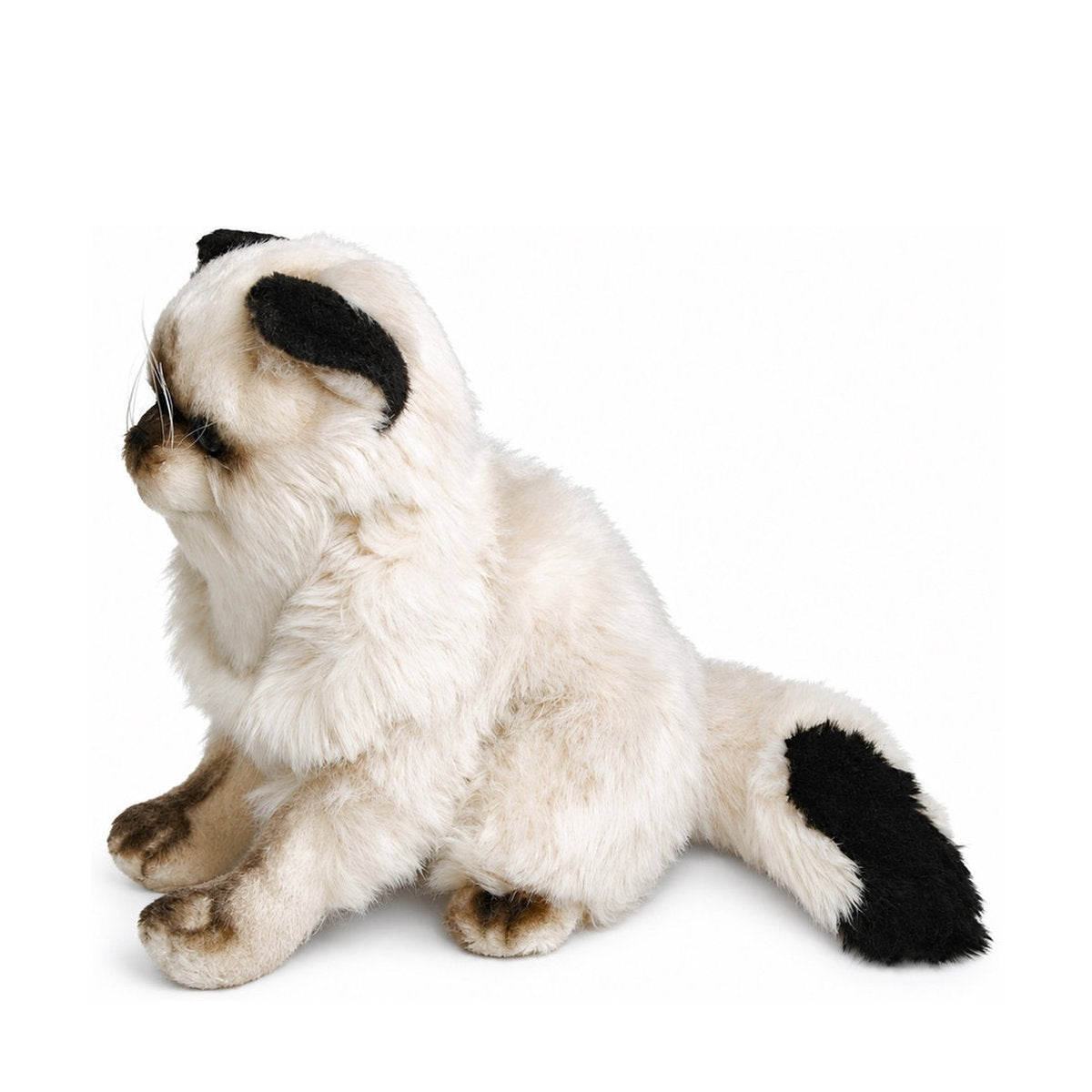 Piutrè Colorpoint Persian Cat