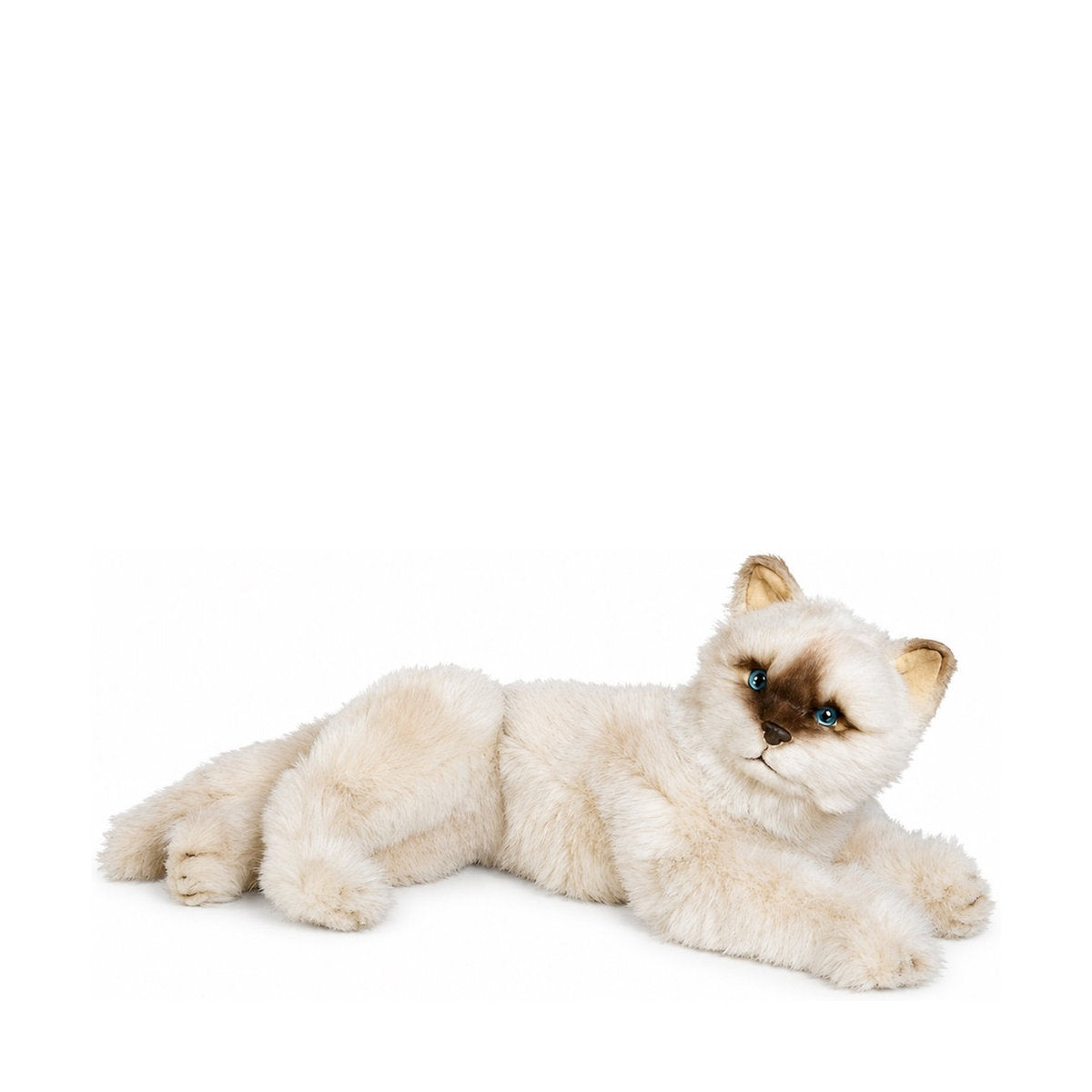 Piutrè Seal Point Himalayan Cat