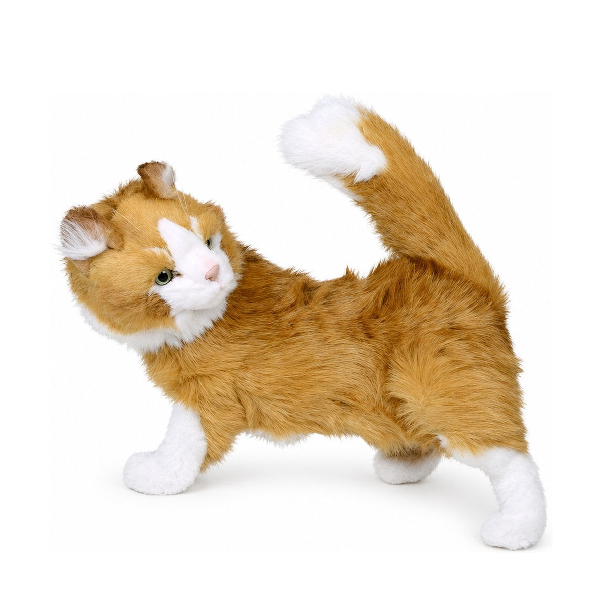 Piutrè Maine Coon Cat
