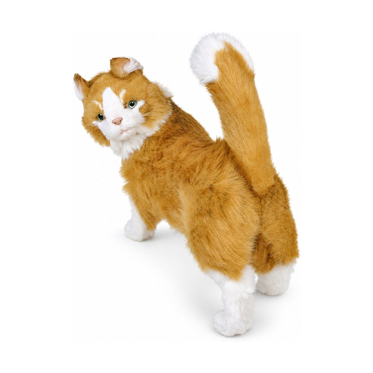 Piutrè Maine Coon Cat