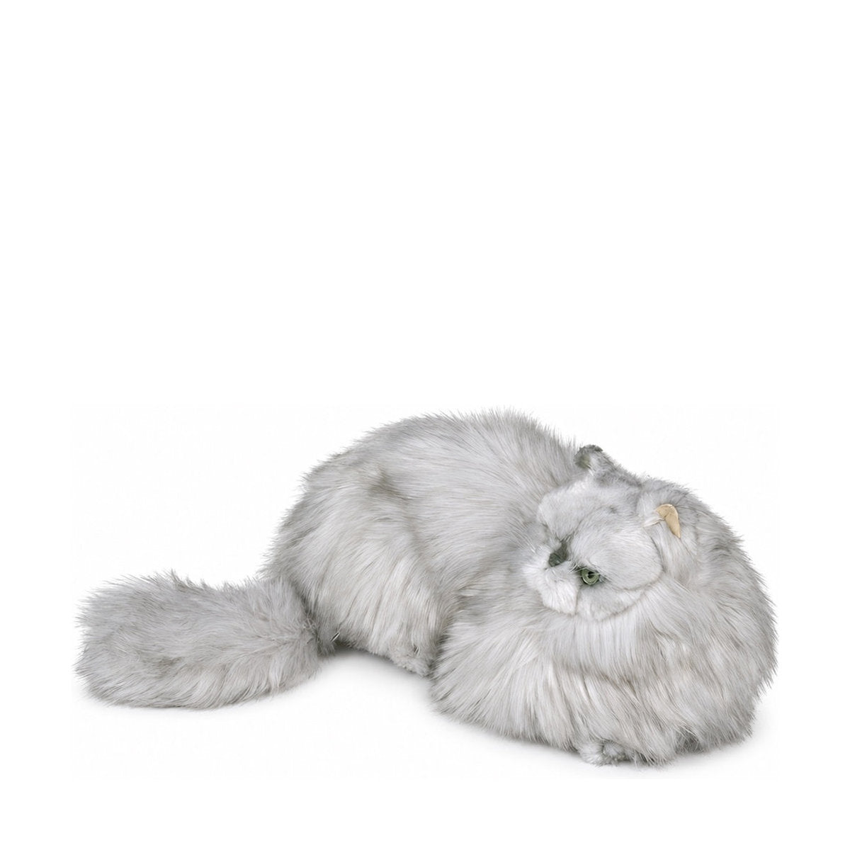 Piutrè Silver Persian Cat