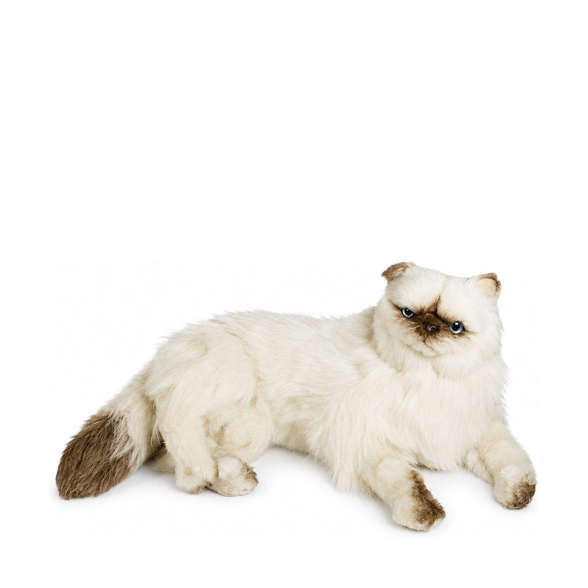 Piutrè Himalayan Persian Cat