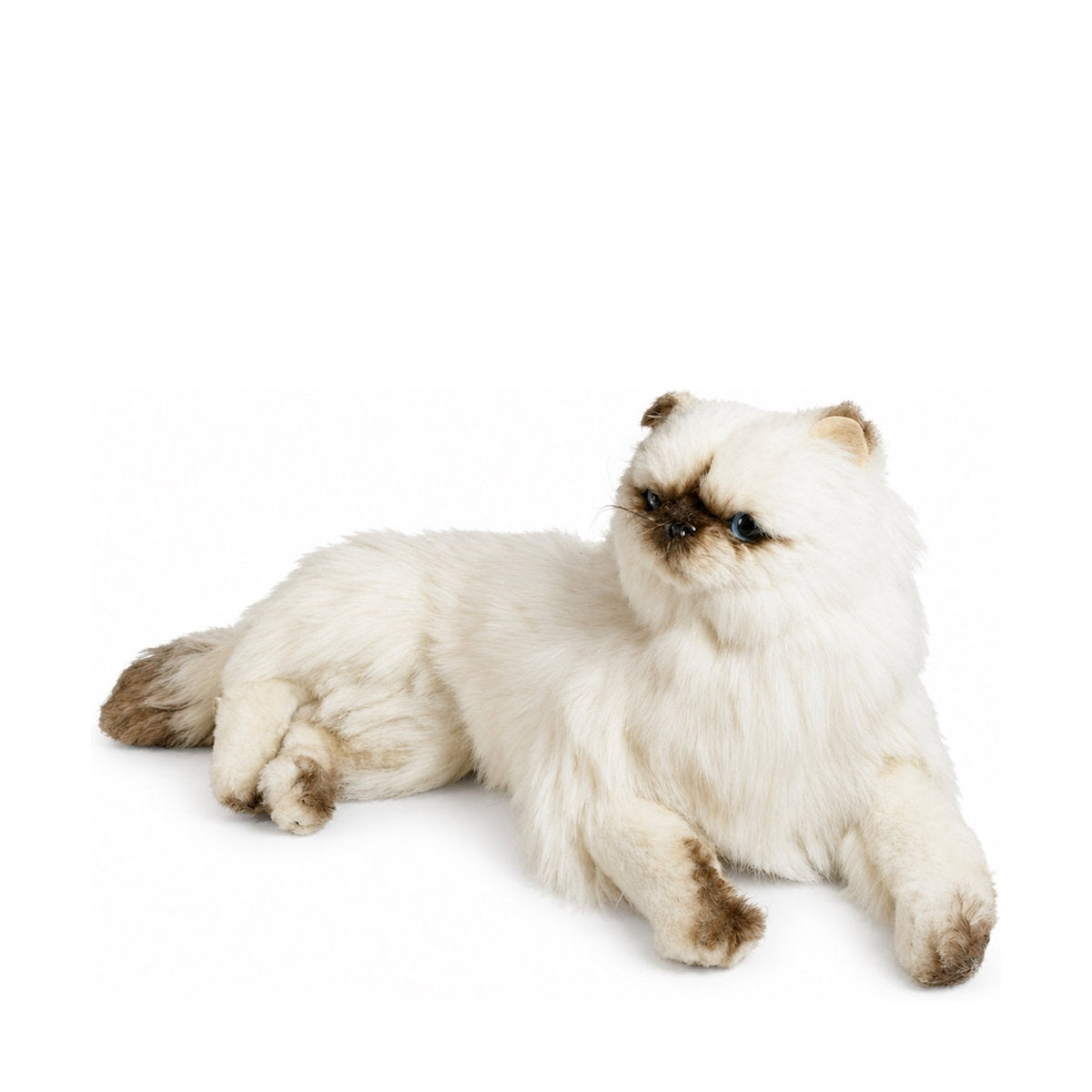 Piutrè Himalayan Persian Cat
