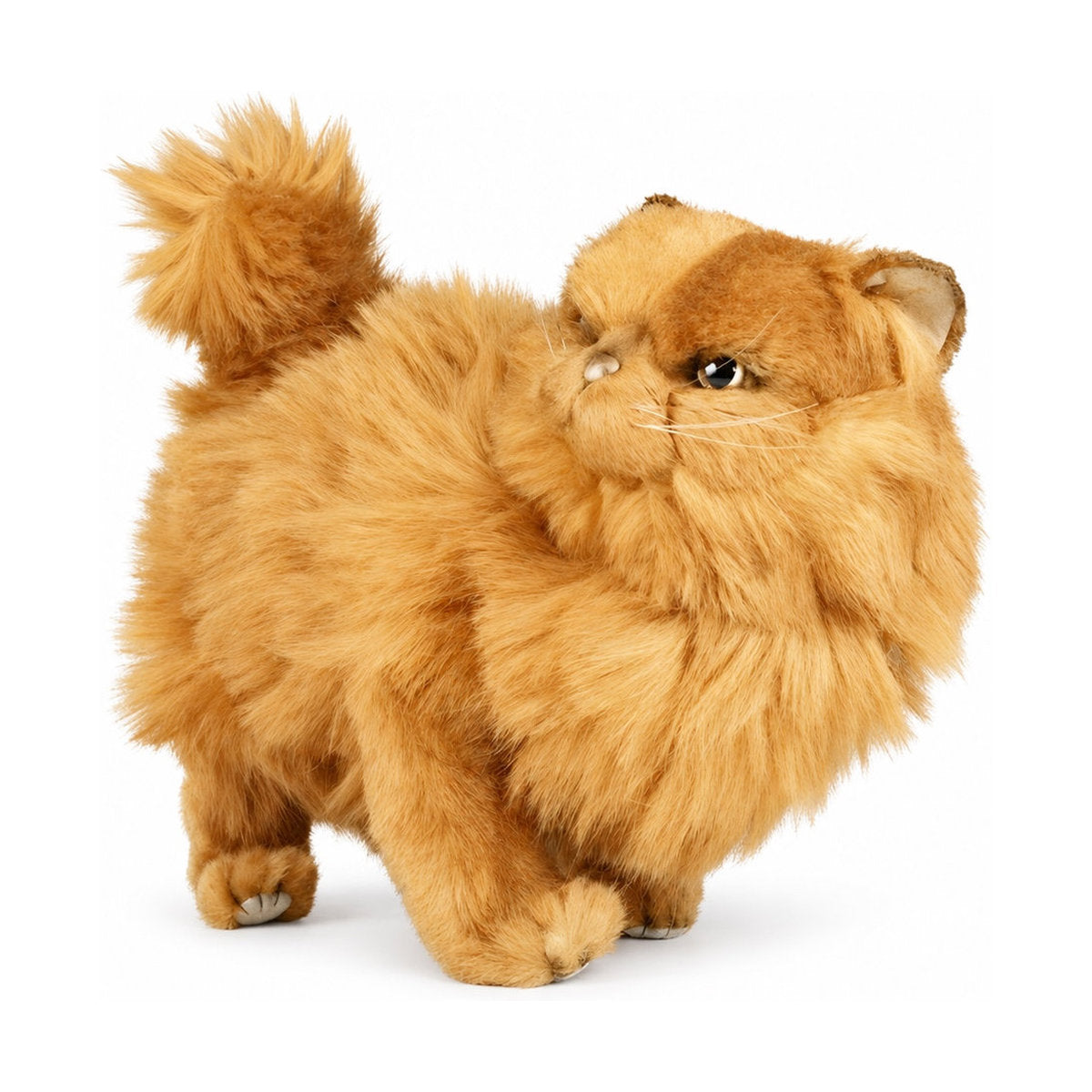 Piutrè Red Persian Cat