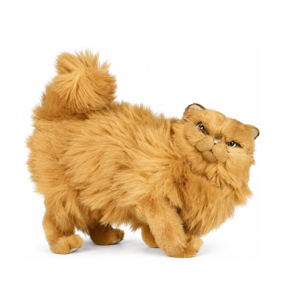Piutrè Red Persian Cat