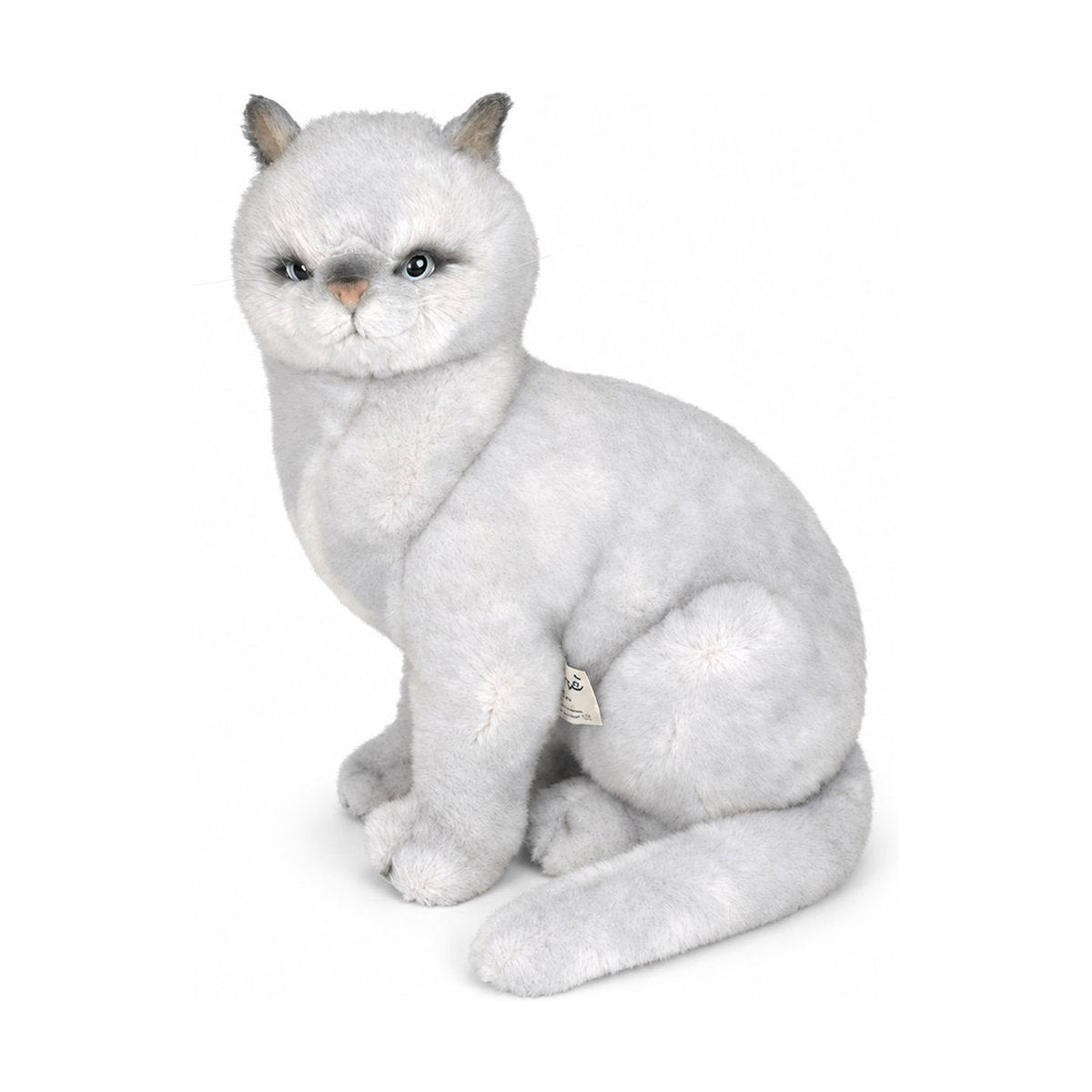 Piutrè British Shorthair