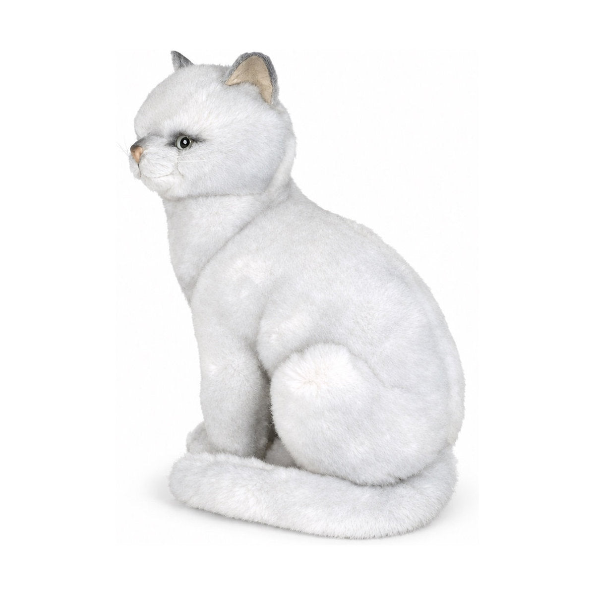Piutrè British Shorthair