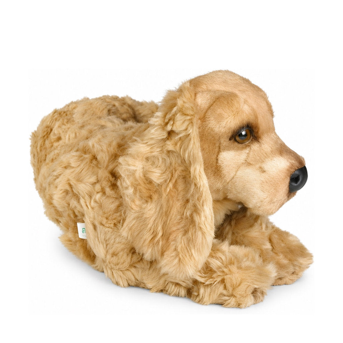 Piutrè Cocker Spaniel