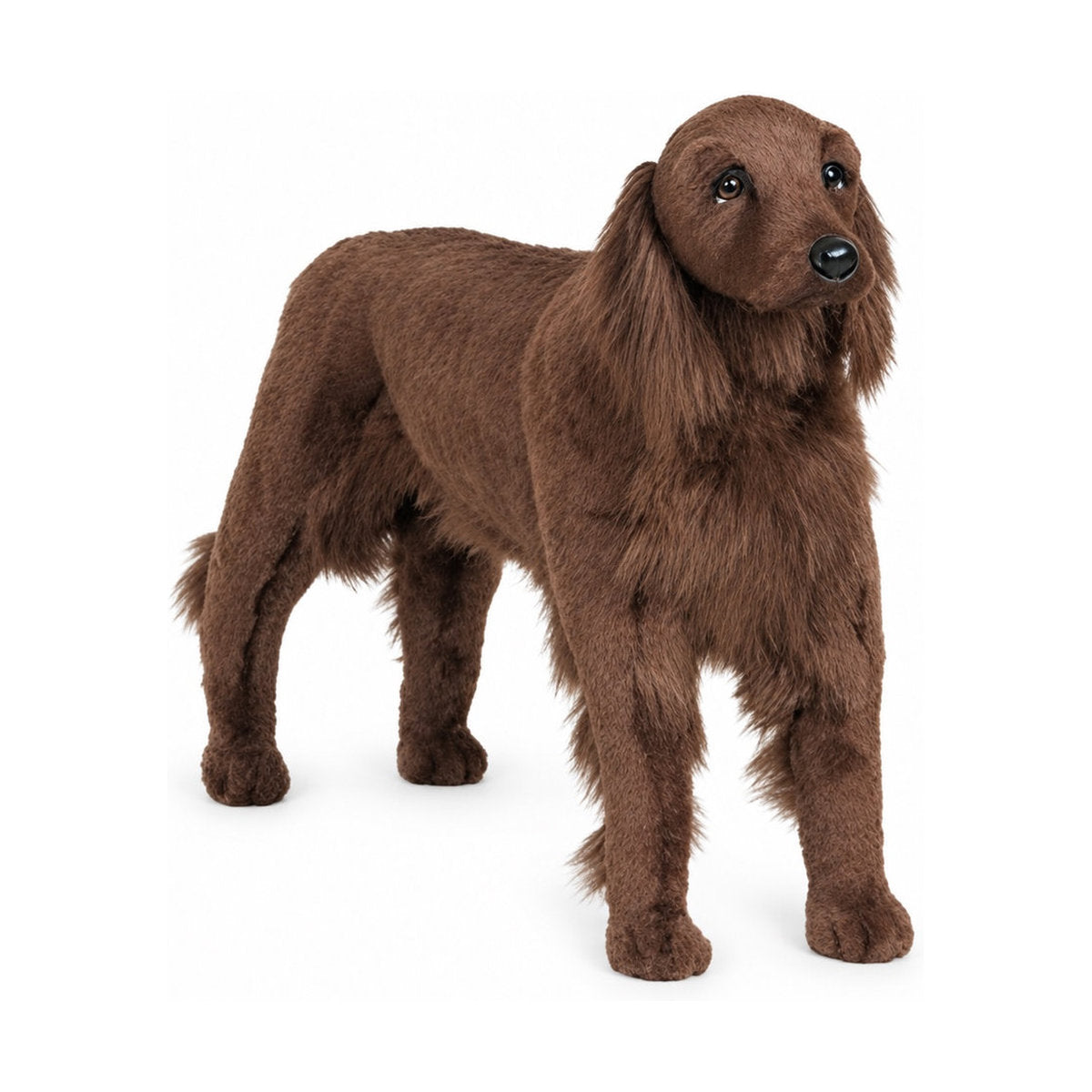 Piutrè Irish Setter