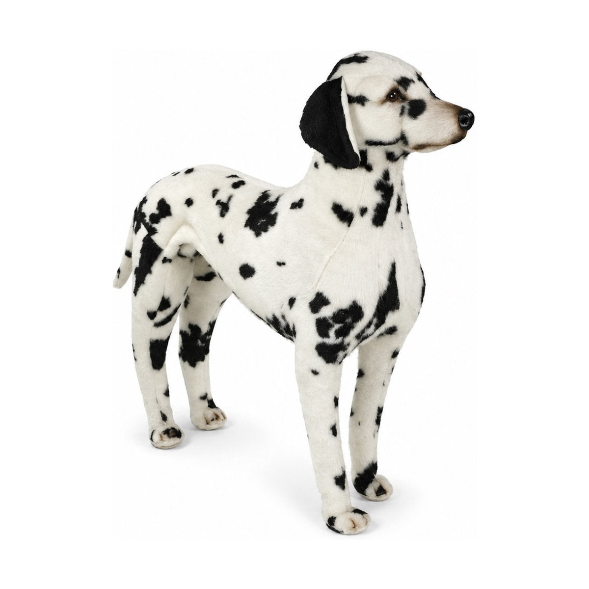 Piutrè Dalmatian