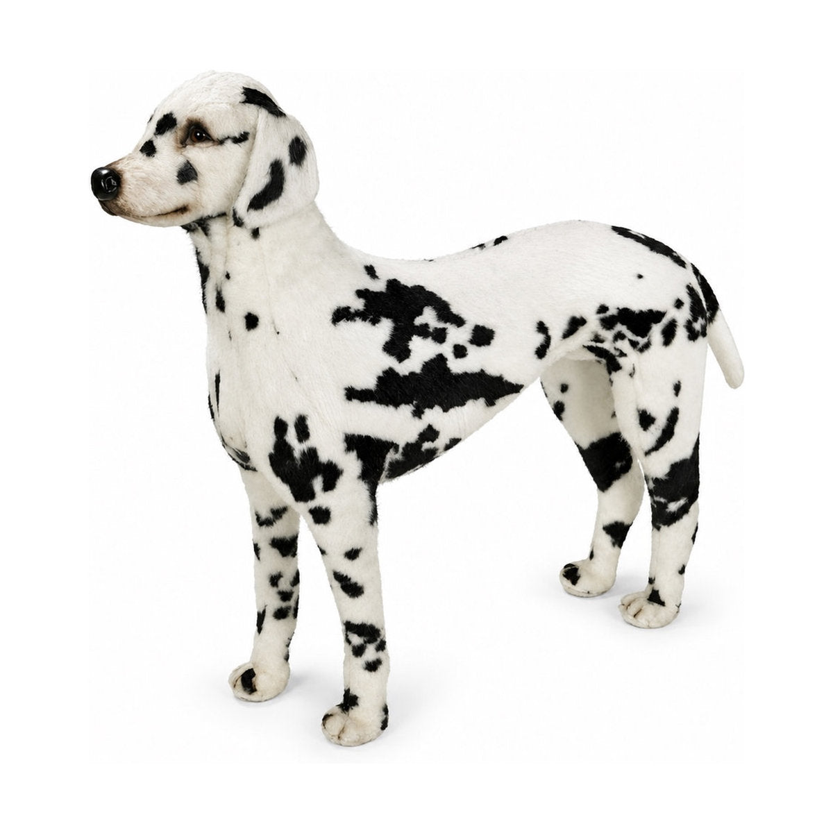 Piutrè Dalmatian