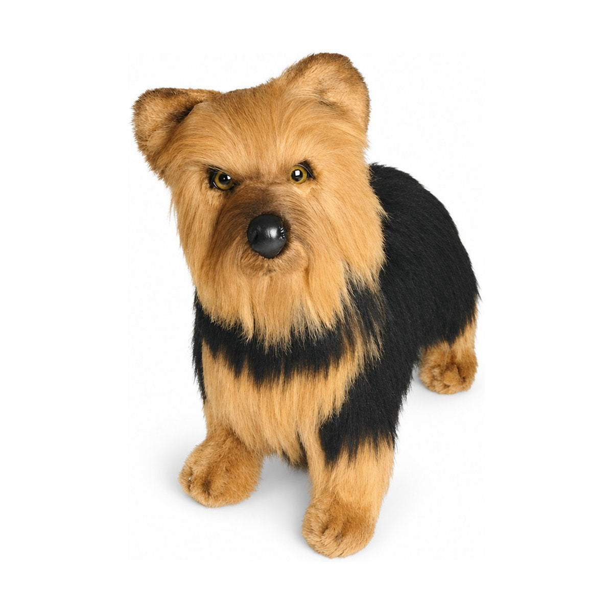 Piutrè Yorkshire Terrier