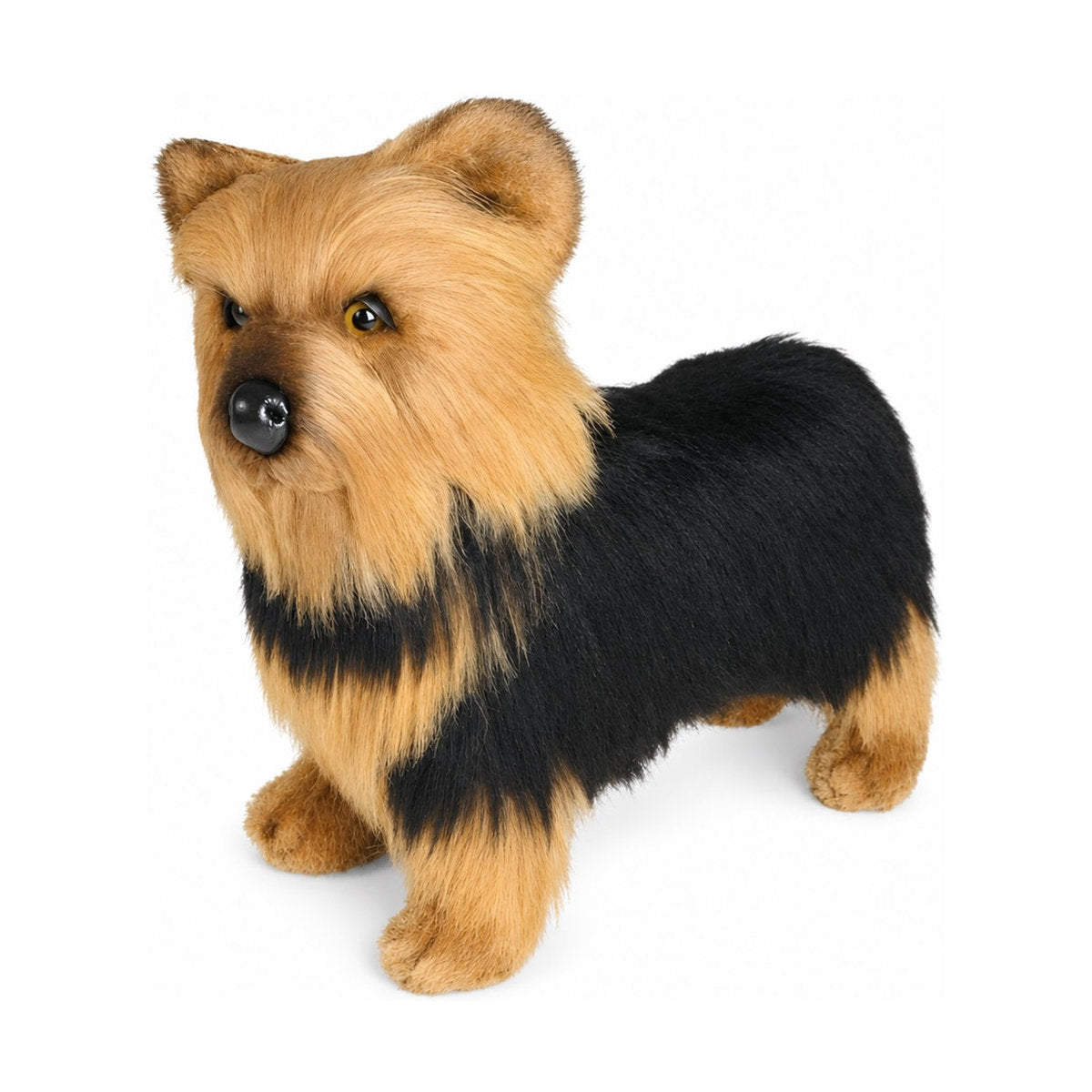Piutrè Yorkshire Terrier