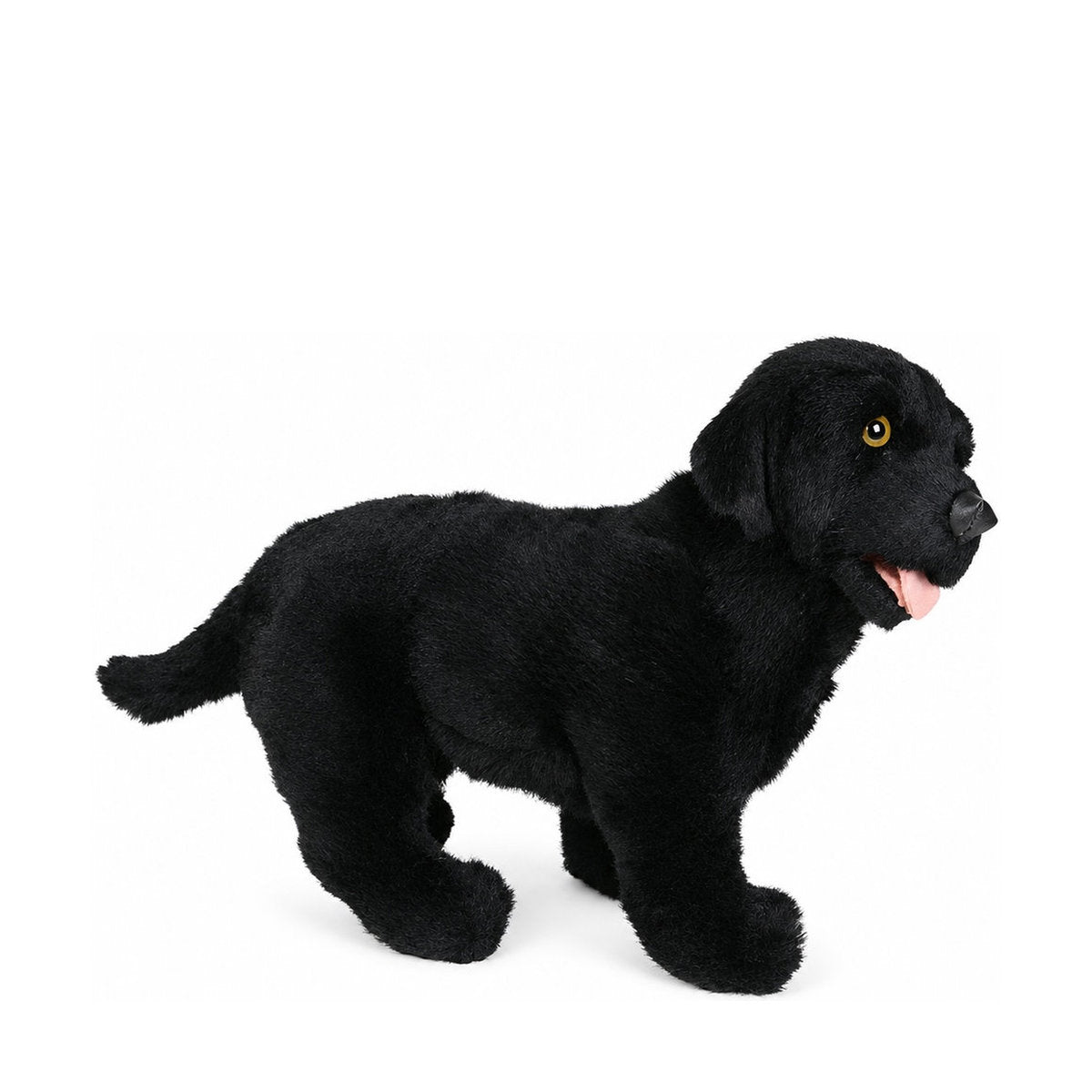 Piutrè Black Labrador Retriever