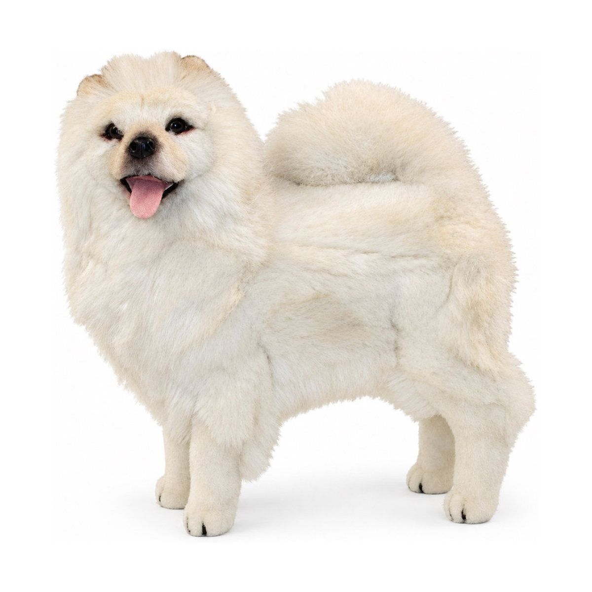 Piutrè Beige Chow Chow