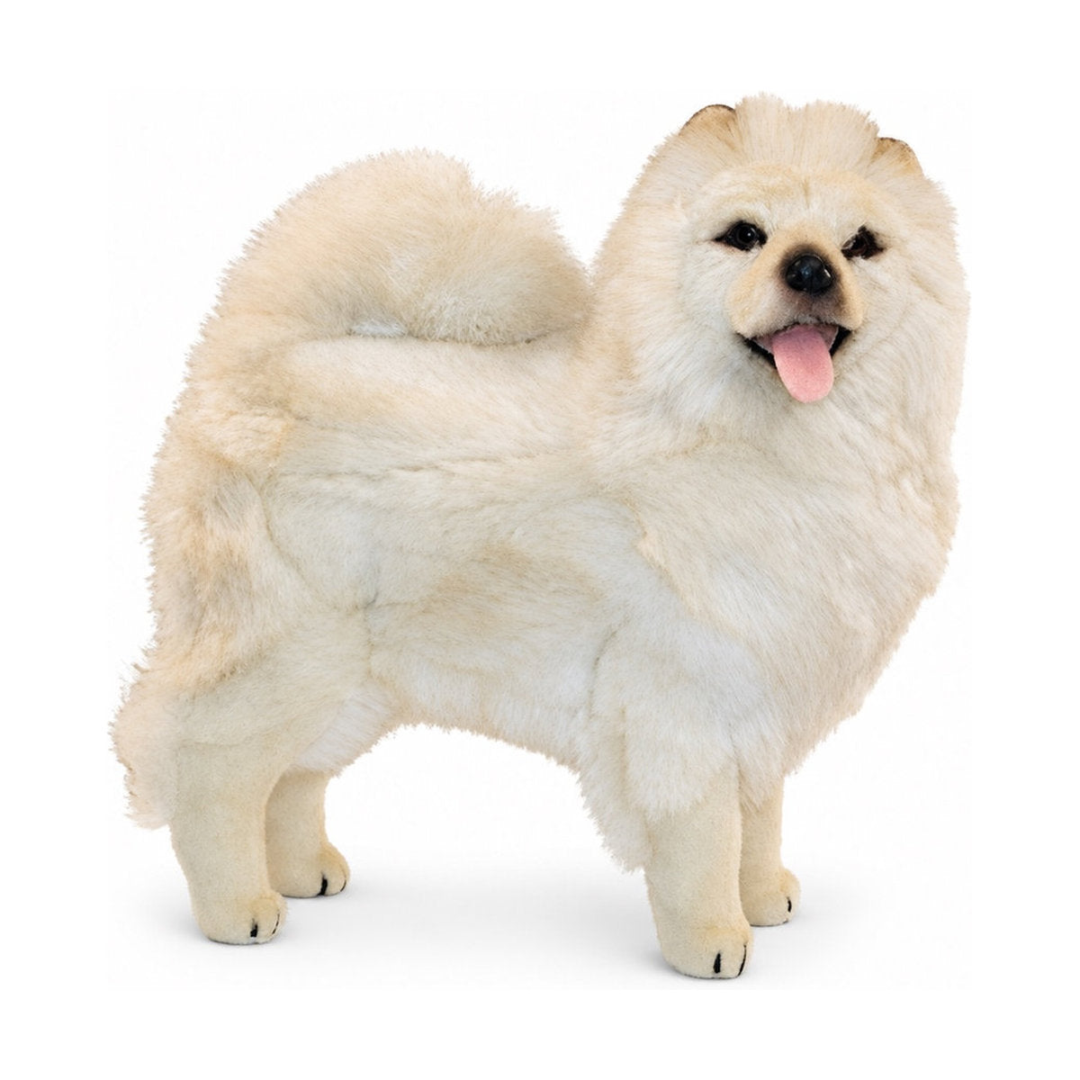 Piutrè Beige Chow Chow