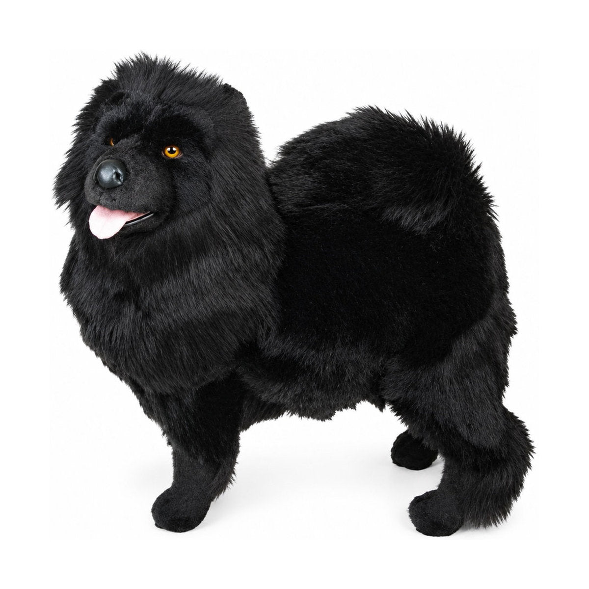Piutrè Black Chow Chow