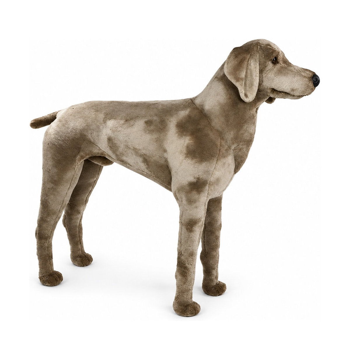Piutrè Weimaraner