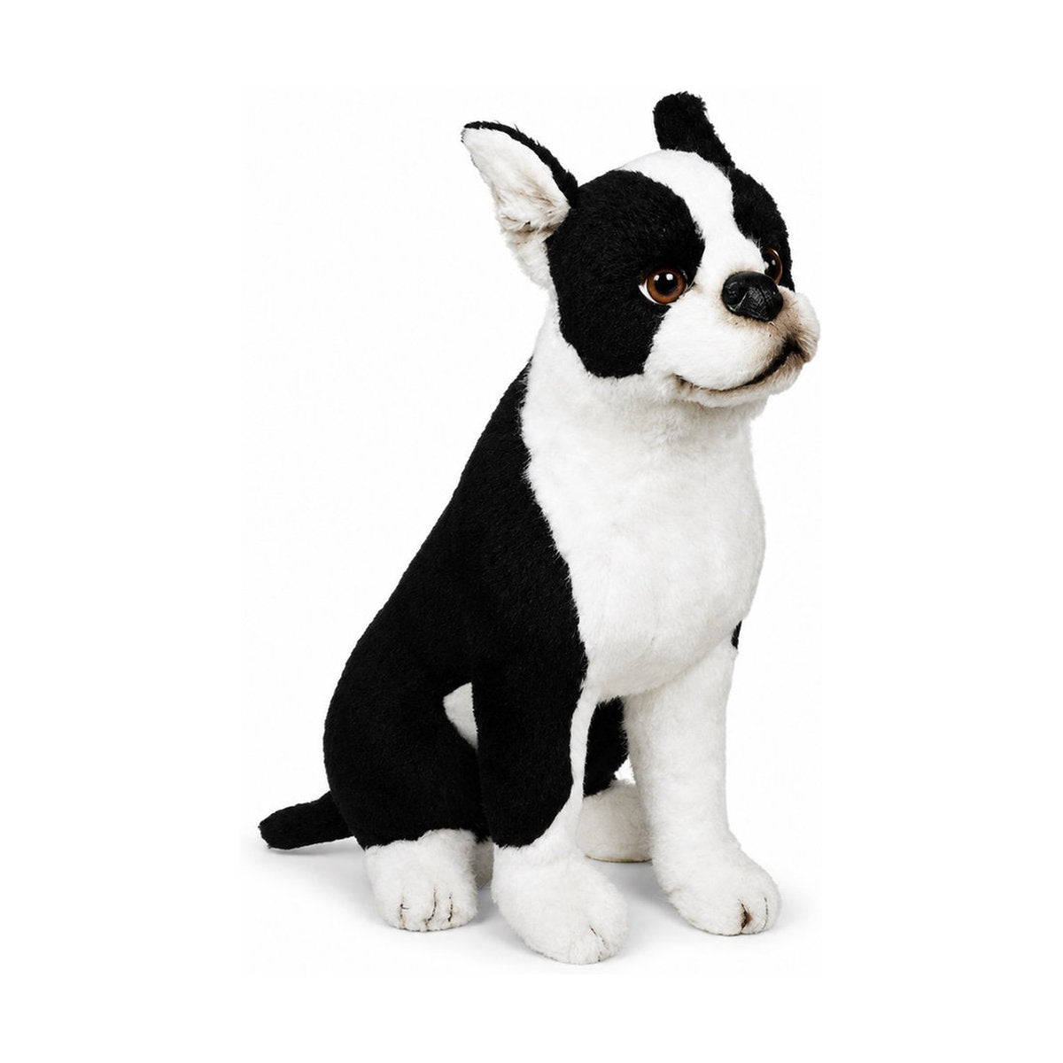 Piutrè Boston Terrier